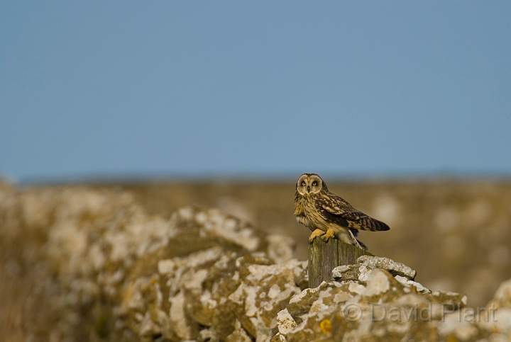 Short-eared owl - X.jpg - Short-eared owl on wall - Gloucestershire